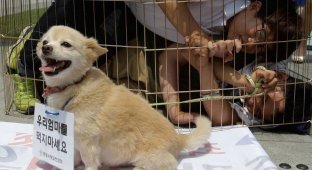 Власти Южной Кореи запретят употреблять в пищу собачье мясо (3 фото)