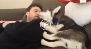 Husky puppy arguing with owner