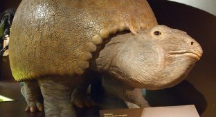 Tank, and only: extinct short-legged giants the size of a car (3 photos)