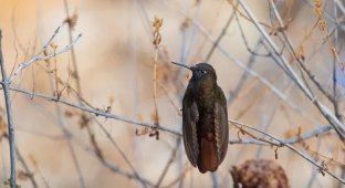 Чёрный металлохвост: каждую ночь эта птица «умирает», чтобы воскреснуть утром (6 фото)