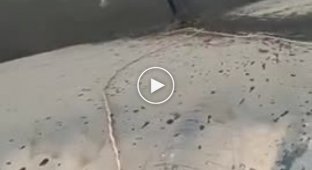 Помогли собаке вылезти из водяной ловушки