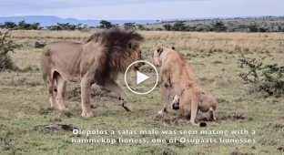 A lion caught a lioness with another male