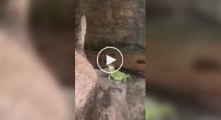 A Friendly Lizard
