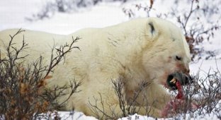 Белый медведь съел медвежонка (4 фото)