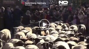 Sheep overrun Nuremberg