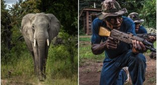 Карма в деле: в ЮАР слон затоптал браконьера (4 фото)