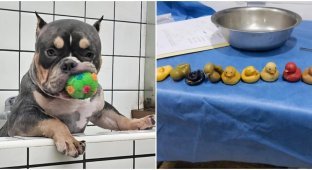 11 rubber ducks were found in the stomach of a bulldog (5 photos)