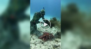 An octopus was able to stand up for itself