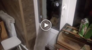 Кот требует, чтобы ему открыли дверь
