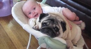 Собаки - найкращі друзі немовлят (9 фото)