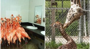 Зоопарки США готовятся к урагану Ирма (9 фото)