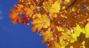 17 причин радіти приходу осені (18 гіфок)