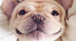 Funny smiles from dogs (24 photos)