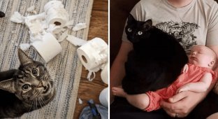 18 cats who are sure that impudence is the second happiness (20 photos)