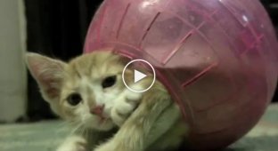 Котенок в шарике для хомяков