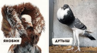 15 необычных пород домашних птиц, чей внешний вид выходит за грани обыденного (16 фото)