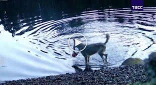 Вовчиця використовувала мережу для лову риби