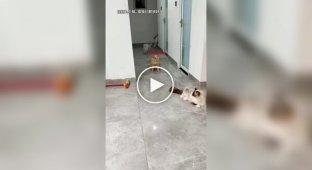 The most unlucky ginger cat