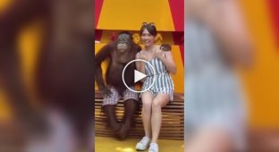 Shameless orangutan seduces a tourist