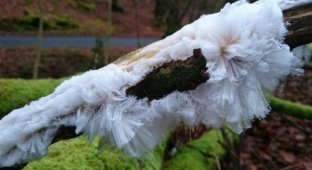 Интересный феномен: мохнатый лед, который очень похож на волосы (4 фото)