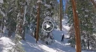 Skiing in the mountains and meeting a tree