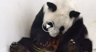 Рождение детеныша большой панды в зоопарке