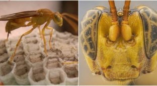 An “alien” parasitic wasp was found in the Amazon (6 photos)