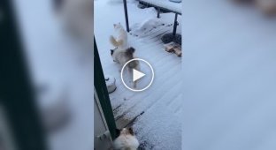 Cat Loves winter walks, but hates snow