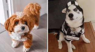 What breeds of dogs are the most disobedient (6 photos)