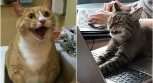 30 freaky cats that behave as strange as possible (31 photos)