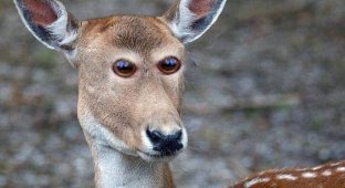 Если бы у животных было фронтальное расположение глаз (23 фото)