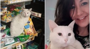 Девушка подобрала кота, который сидел у магазина и выпрашивал внимания (14 фото)