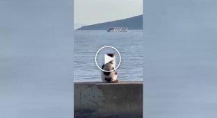 A cat who loves to admire the sea