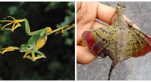 9 Amazing Sky Adventurers Who Can Fly Without Wings or Feathers (10 pics)