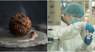 Австралийские учёные воссоздали мясо мамонта, и сделали из него фрикадельку (7 фото + 1 видео)