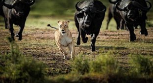 Стадо разъяренных буйволов преследует львицу (3 фото)