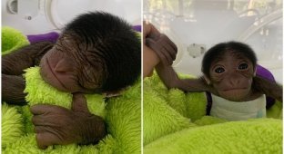 Китайский зоопарк показал кроху-гиббона, который чудом выжил (9 фото + 1 видео)