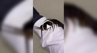 Самая большая сколопендра в мире