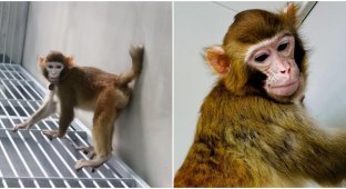 Chinese scientists have successfully cloned a macaque for the first time (5 photos)