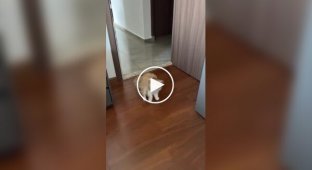 Реакция кошки на новую прическу хозяйки