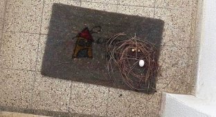 Why do pigeons have such strange nests, what is wrong with these birds? (7 photos)