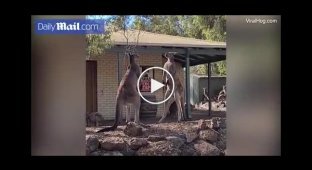 This is Australia. Epic kangaroo fight near a pub