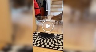 Коты обходят стороной коврики с оптической иллюзией