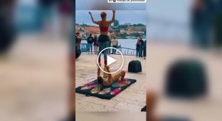 Пес-акробат, который украл все внимание на шоу
