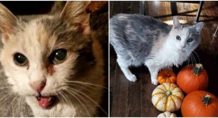 Elderly cat has outlived its owners, but is still full of energy (16 photos)