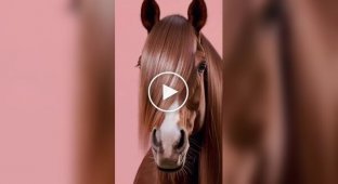 Стайлери для кішок, собак і коней