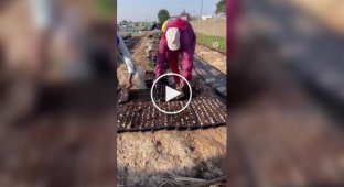 Посадка цукрової тростини перевіреним способом