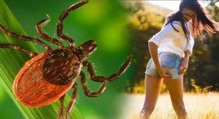 7 советов, как избежать укуса клеща (8 фото)