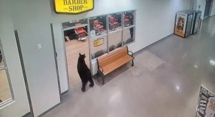 На Аляске медведь зашёл в торговый центр за фруктами (2 фото + 1 видео)