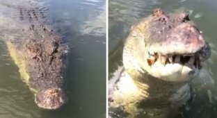 Пятиметровый крокодил щелкнул челюстями в нескольких сантиметрах от его лица (8 фото)